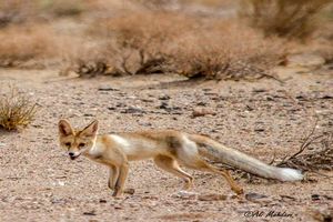  یک قلاده روباه در طبیعت شهرستان شاهین شهر زنده گیری و رهاسازی  شد