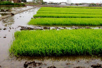 تکمیل خزانه گیری برنج در ۲۵ هزار هکتار شالیزار ساری