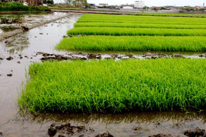 هفت هکتار از شالیزارهای محمودآباد خزانه گیری شد