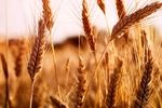 پرداخت بیش از ۵۸۰۰ میلیارد تومان از مطالبات گندمکاران ایلام