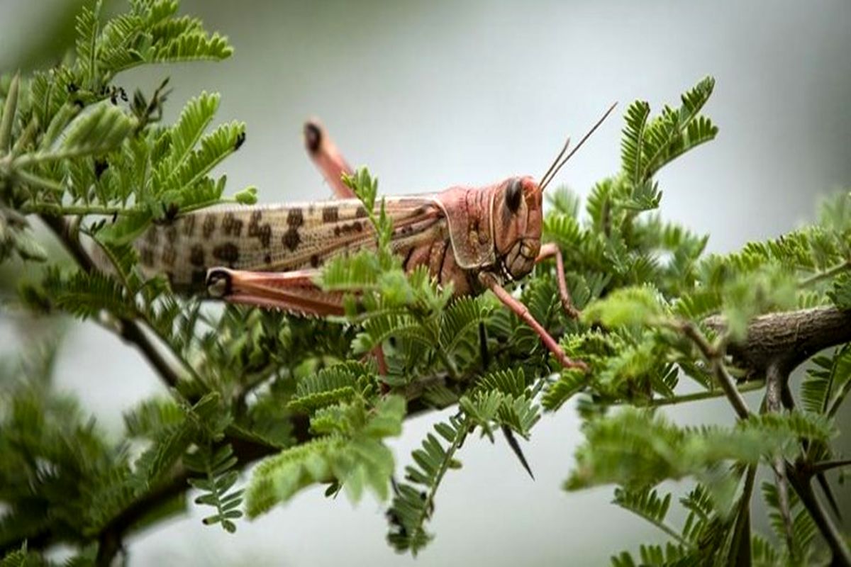  مبارزه با ملخ مراکشی در رودبار