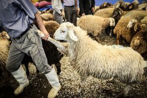 ۴ دستگاه کامیون حامل دام و مرغ فاقد مجوز متوقف شد