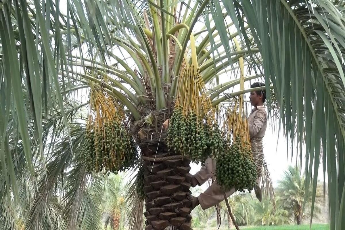 گردافشانی