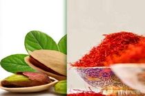 کسب درآمد ۳۸۰ میلیون دلاری خراسان رضوی از صادرات پسته و زعفران