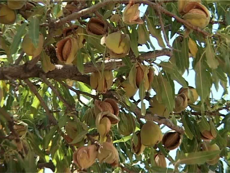 پیش بینی برداشت 510 تن بادام از باغات دیم در فریدن