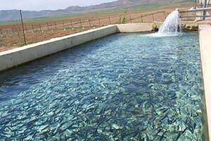 راه اندازی مرکز پرورش ماهی با همت مددجویان ورزنه در دل کویر 