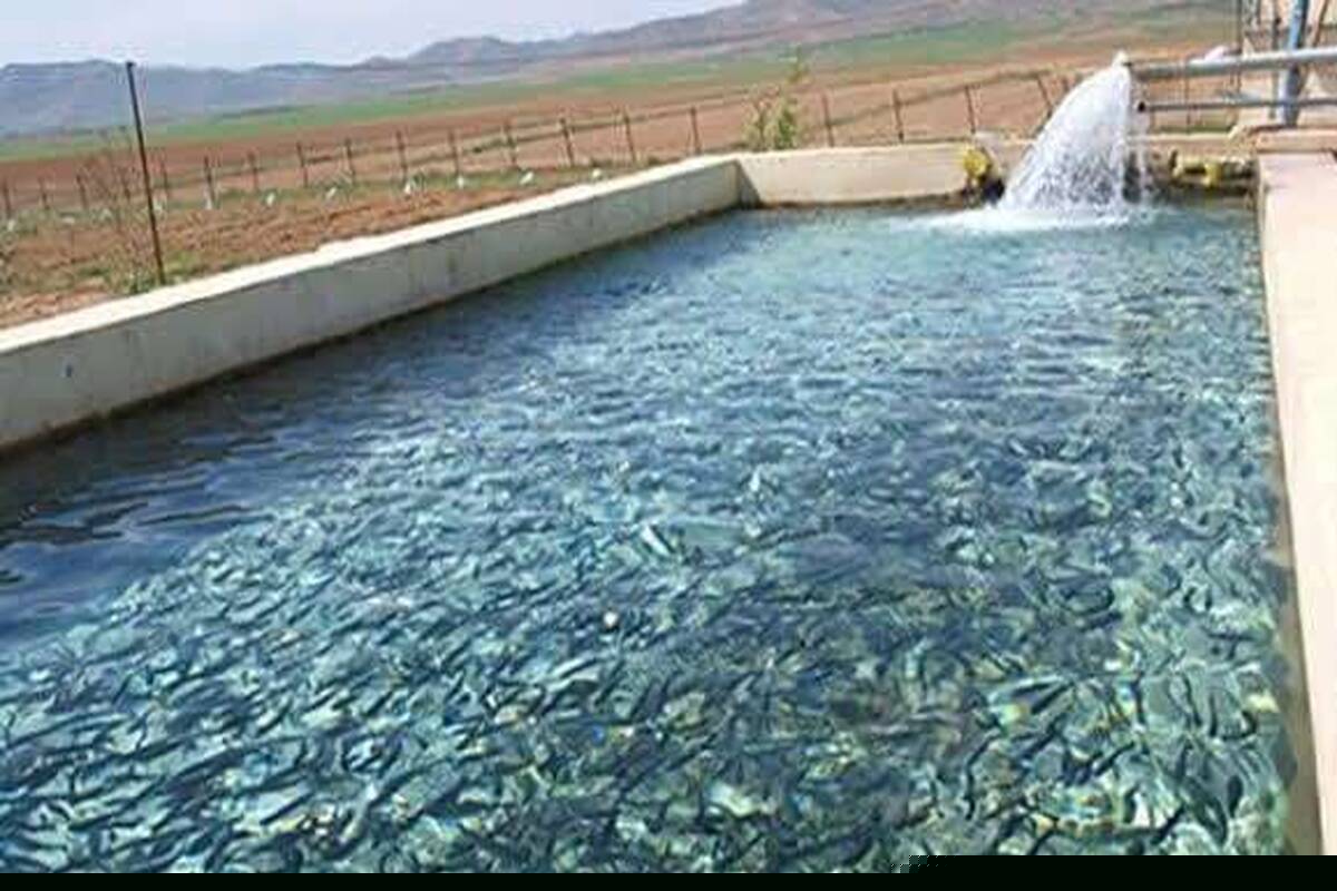 پرورش ماهی