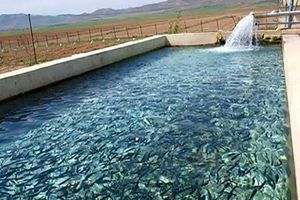 تولید سالانه ۷۰ میلیون قطعه بچه ماهیان گرمابی در خوزستان