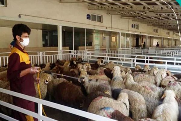 نرخ قربانی برای حج ۱۴۰۵ اعلام شد