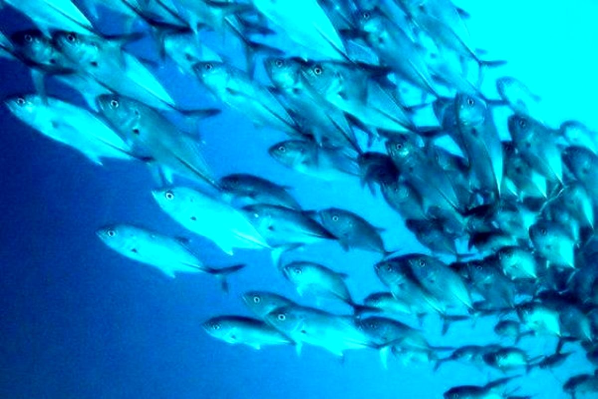 صید و صیادی 