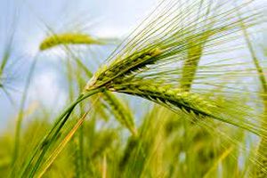 کشت جو در 140 هکتار از زمین های زراعی قائم شهر