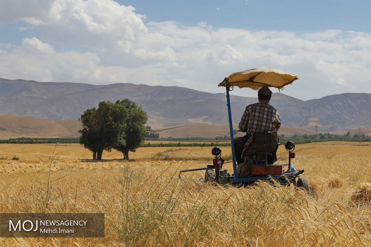 برداشت گندم در شهرستان اهر