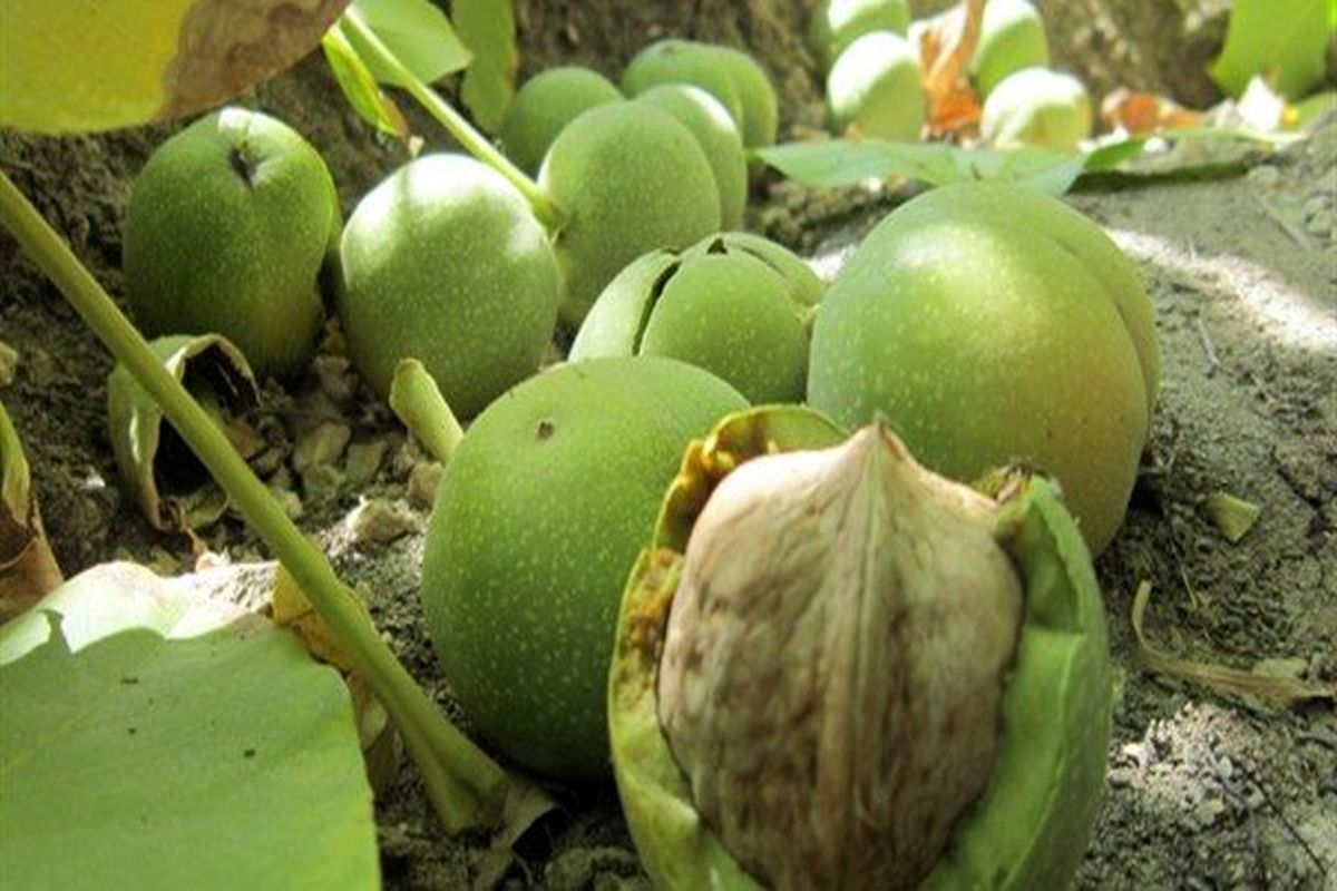 گردو در خراسان رضوی