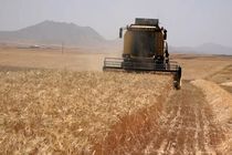 کشت 50 هزار هکتاری محصولات شتوی در شیراز