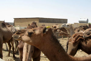 پلاک کوبی 2 هزار شتر در هرمزگان