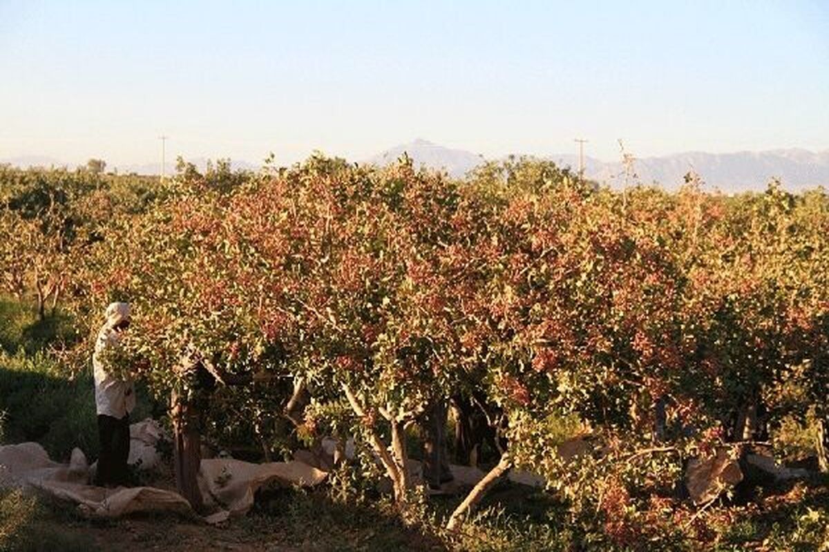 باغات پسته اردستان