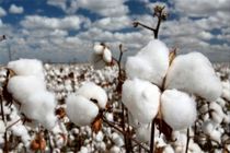 پیش بینی بیش از 1500 تن پنبه از  مزارع شهرستان ورزنه