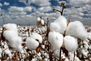 برداشت ۱۲۰ تن پنبه از مزارع کشاورزی در شهرستان نایین