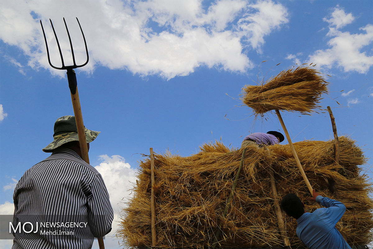 برداشت گندم در شهرستان اهر