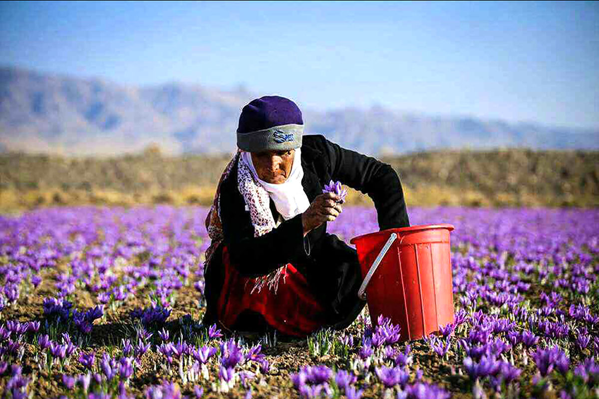 برداشت زعفران