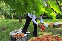 محصولات کشاورزی هنوز تشکل صادراتی ندارند