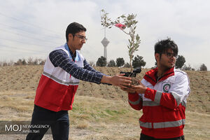 کاشت درخت صلح