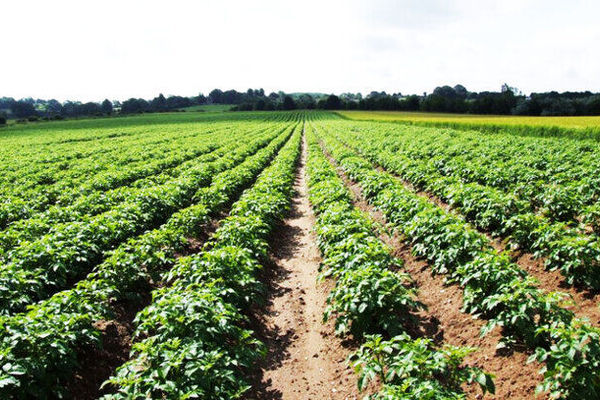  معادل ۹۰ درصد از زمین‌های کشاورزی در کشور رفع تداخل شده است