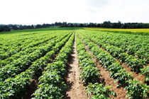  معادل ۹۰ درصد از زمین‌های کشاورزی در کشور رفع تداخل شده است