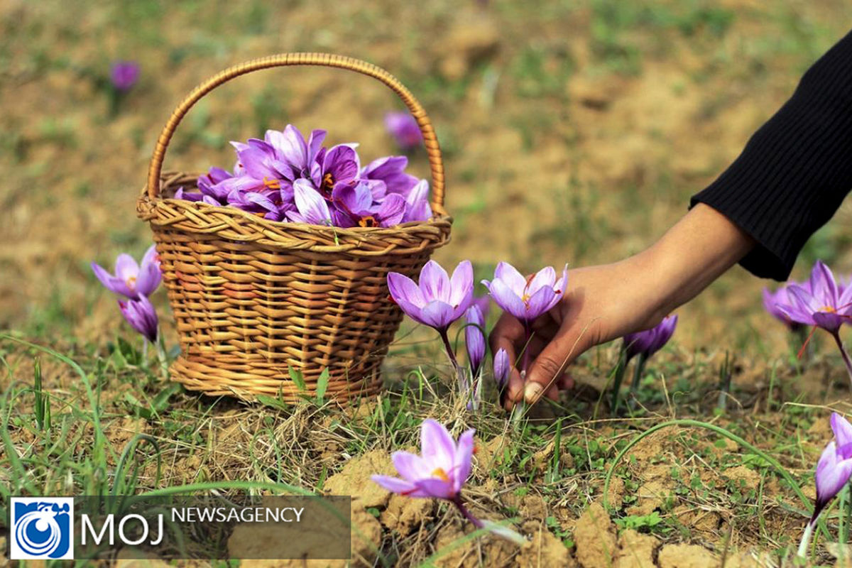 فصل برداشت زعفران در هند