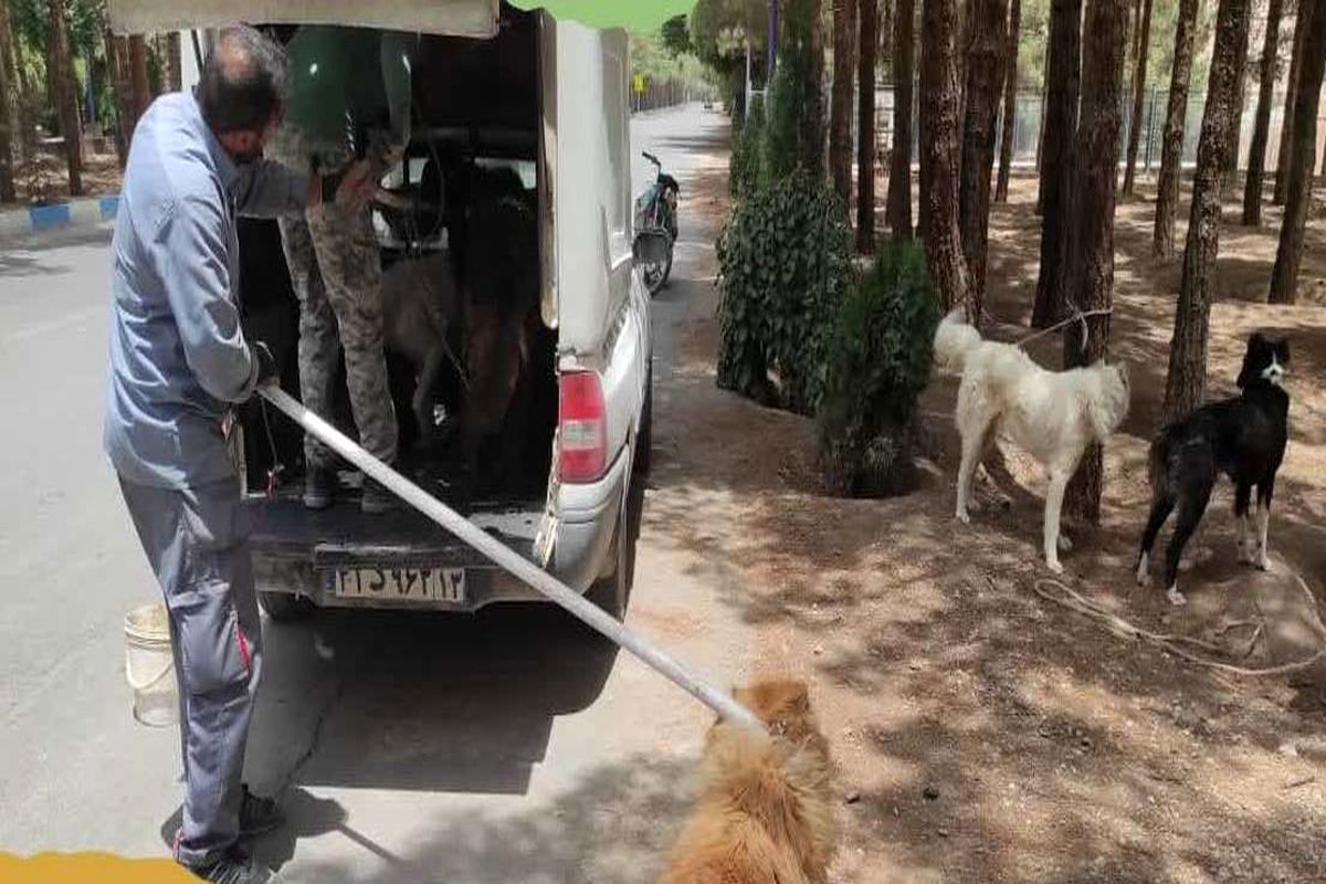 زنده گیری سگ ها