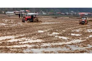 3 هزار هکتار اراضی شالیزاری ساری شخم و شیار شد