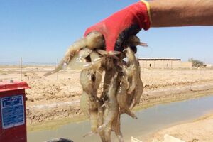 برداشت ۳۸۰ تن میگو از سایت پرورش میگو بندرمقام