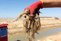 برداشت ۳۸۰ تن میگو از سایت پرورش میگو بندرمقام