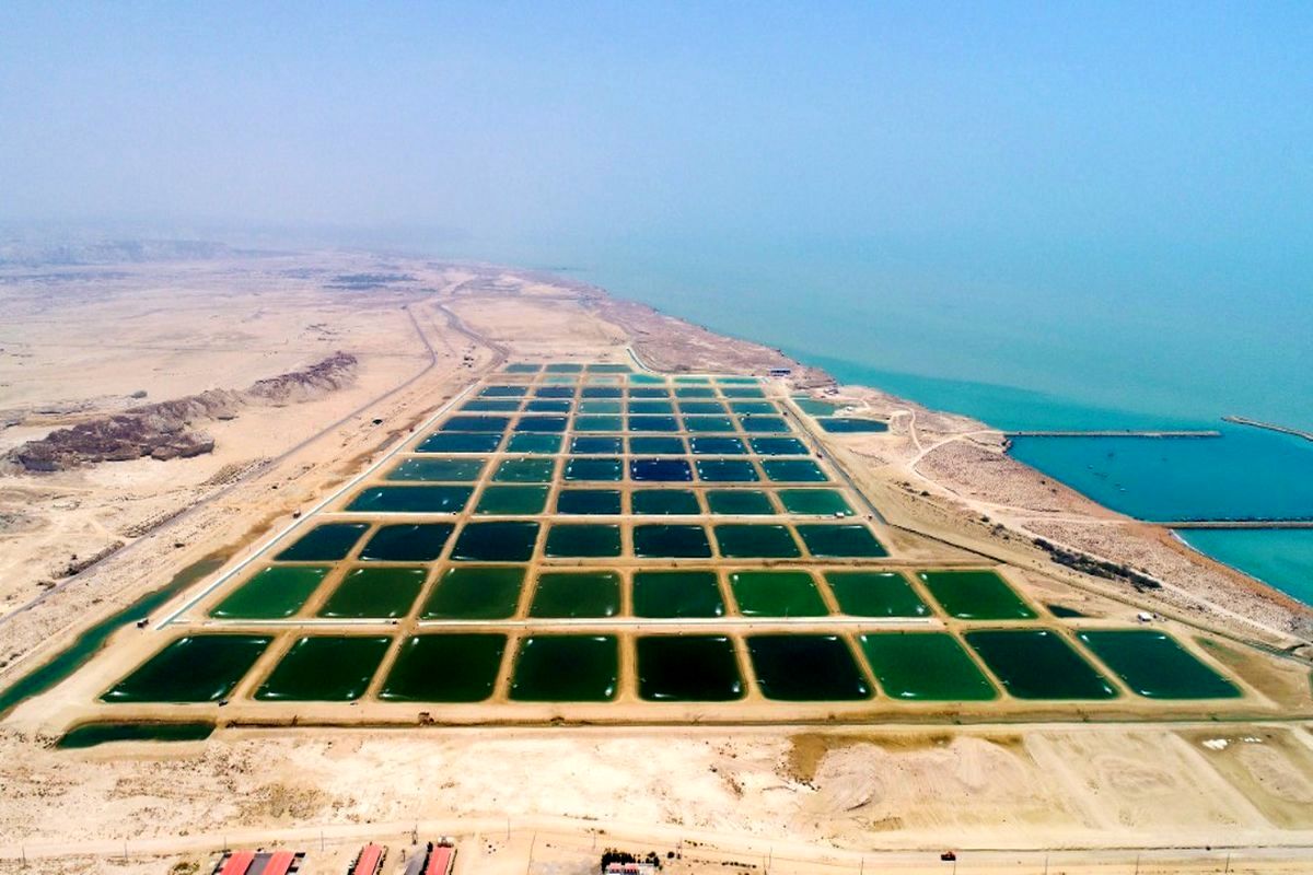 پرورش میگوی متراکم 