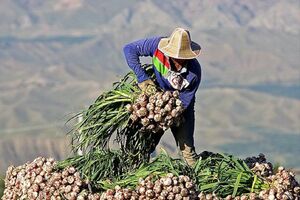 برداشت سیر در 55 هکتار از اراضی سوادکوه