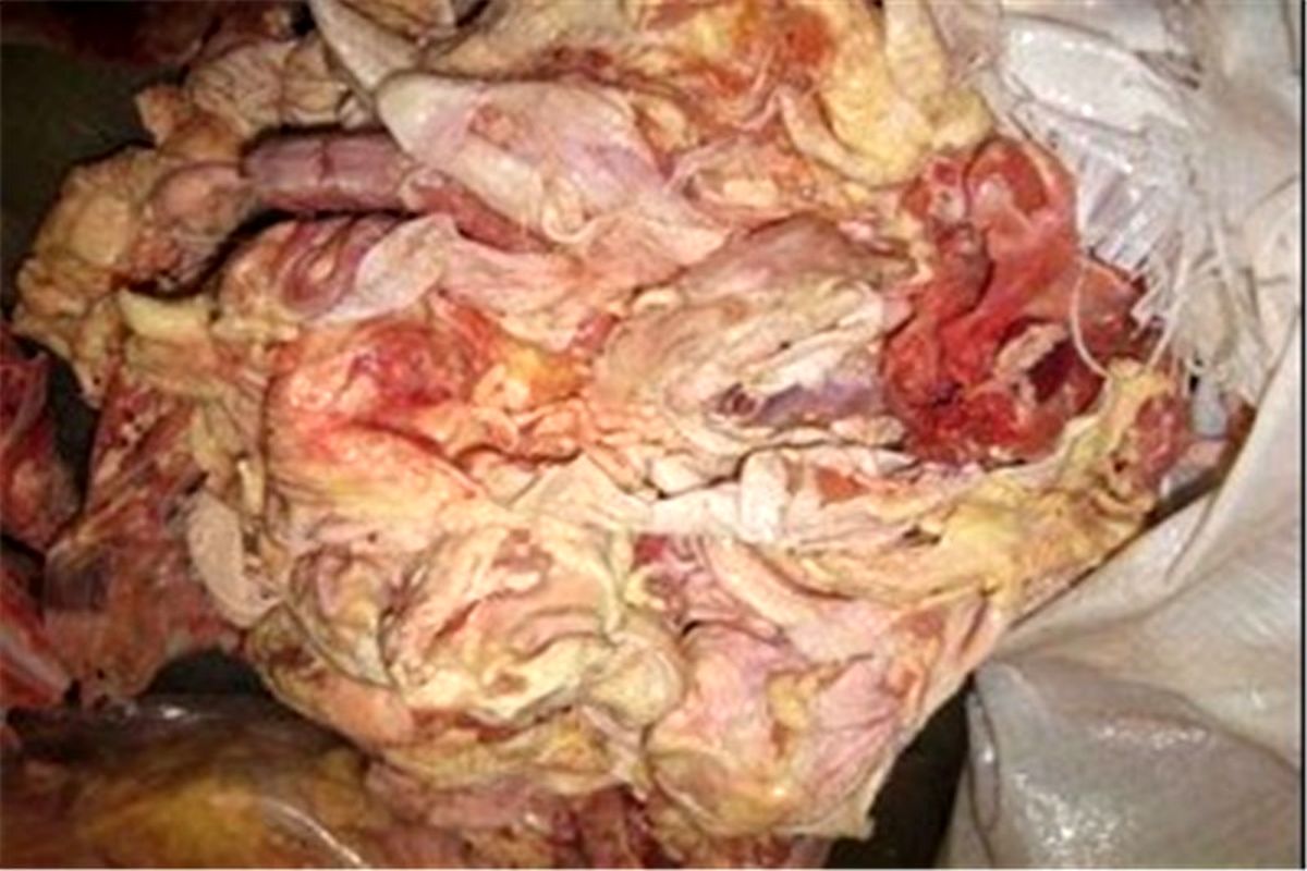 ضایعات دامی