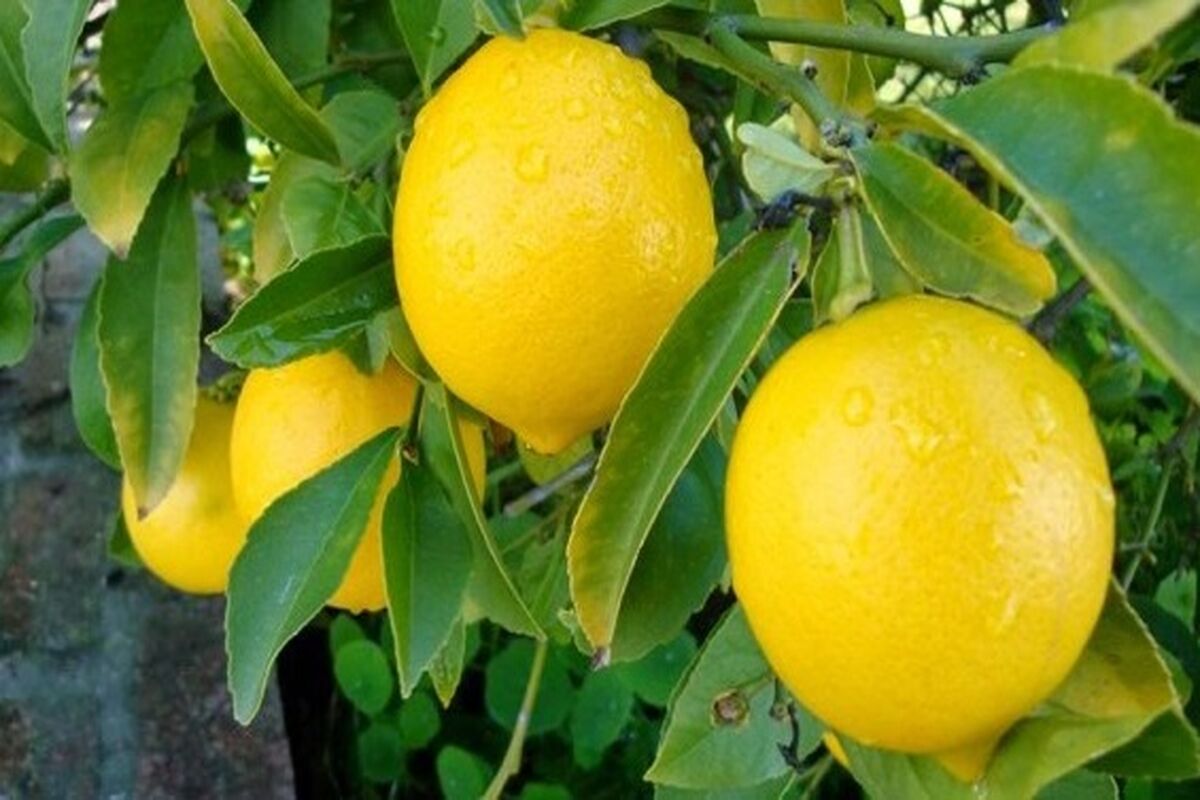 لیمو ترش لیسبون