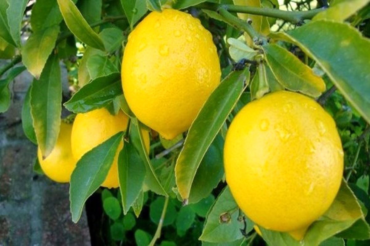 لیمو ترش لیسبون