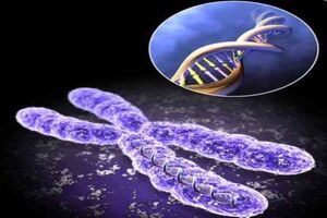 بررسی درمان بیماری های خونی با سلول‌های بنیادی
