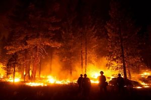 آتش سوزی جنگلی در کره جنوبی۱۶ کشته و ۱۹ مجروح برجای گذاشت
