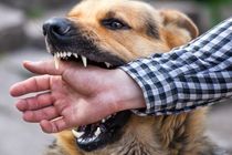 بیش از ۷۵۰۰ مورد حیوان‌گزیدگی در اردبیل طی سال ۱۴۰۳ ثبت شد