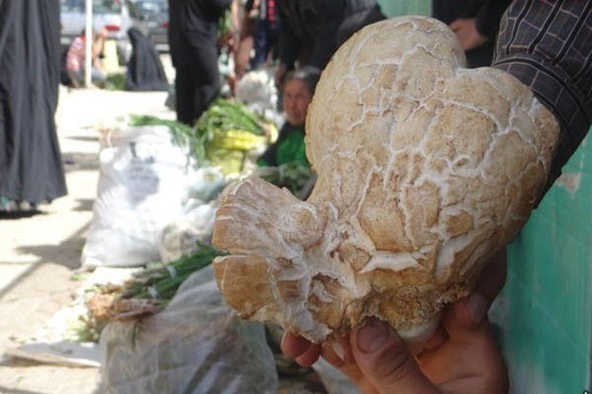 دستفروشی قارچ
