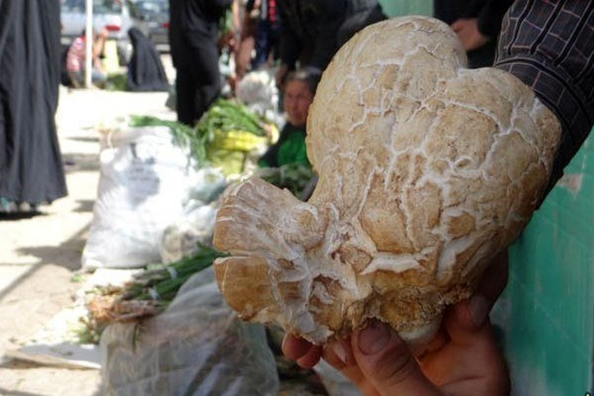 دستفروشی قارچ