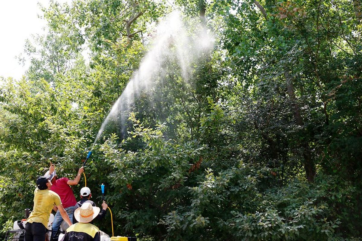 آفت شب پره سفید  آمریکایی