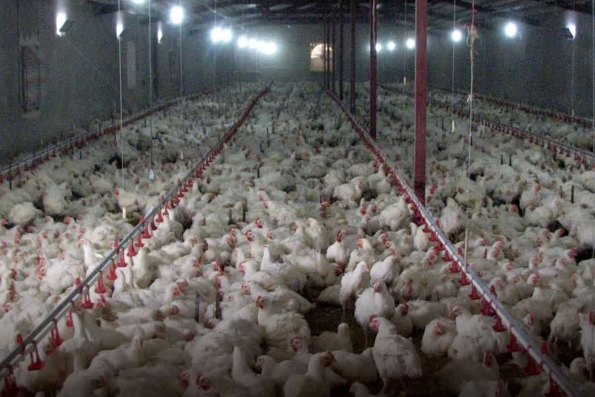 جهاد قزوین (2)