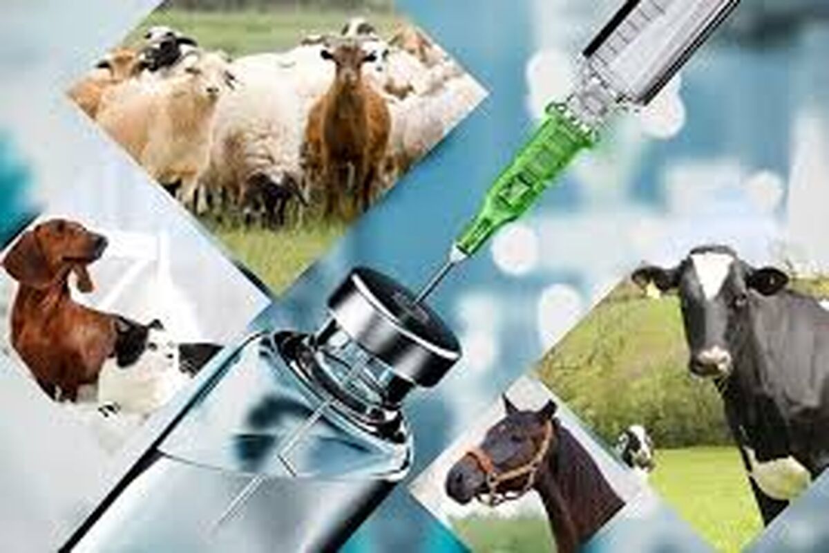 صادرات داروهای دامی به افغانستان
