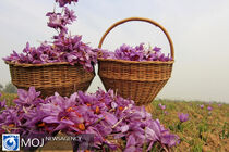 "طلای سرخ" ایران در معرض تهدیدهای سه‌گانه