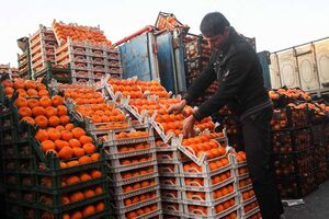 میوه های قاچاق شب عید معدوم شدند/ توقف صادرات گوشت قرمز از استان تهران