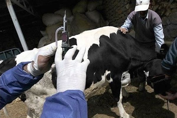 تب برفکی تنها ۲ درصد از تولید شیر را کاهش داد/ شایعات کاهش ۲۰ درصدی صحت ندارد