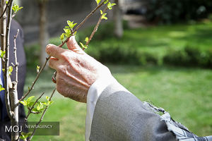 کاشت درخت توسط مقام معظم رهبری در روز درختکاری